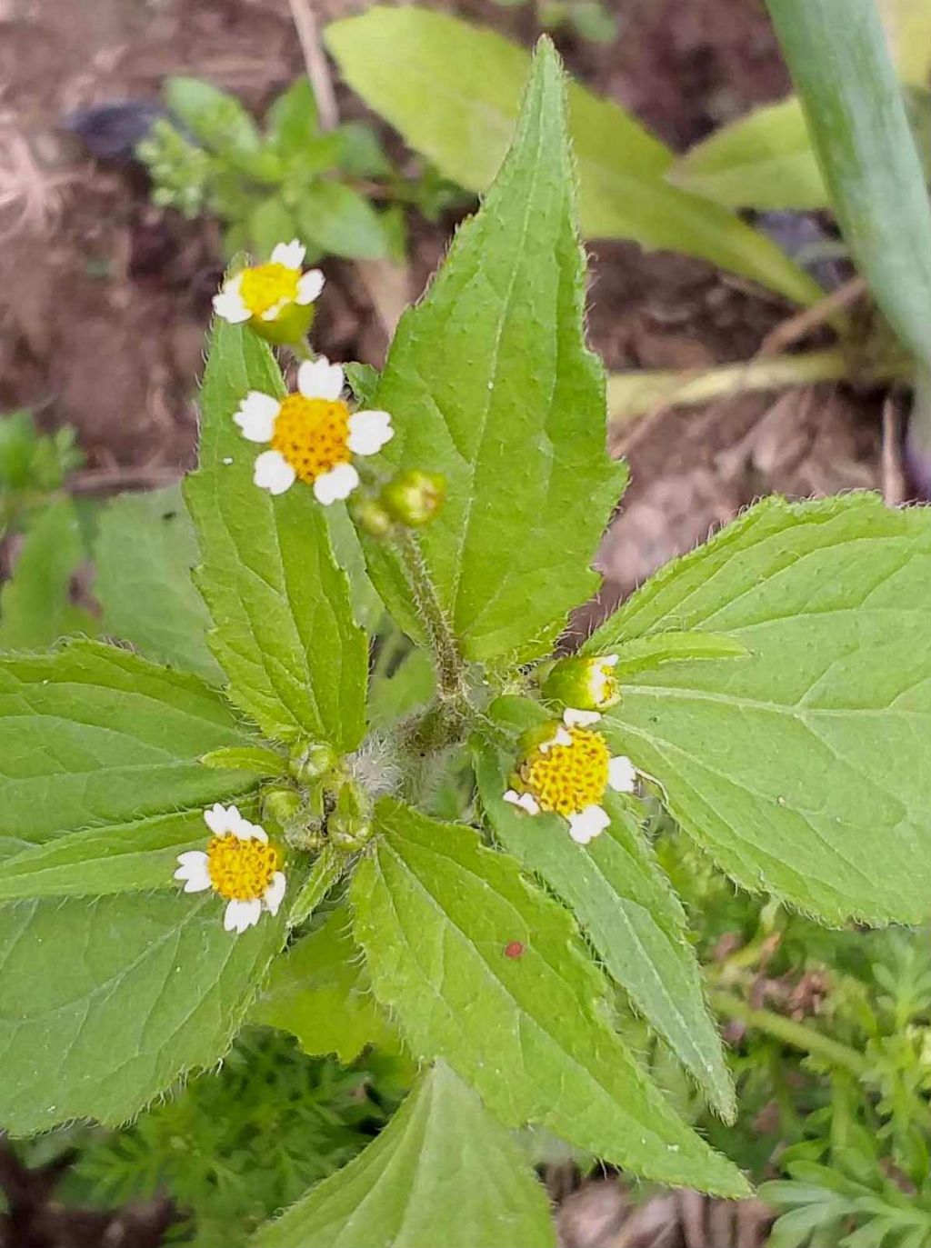 Galinsoga sp. (Asteraceae)